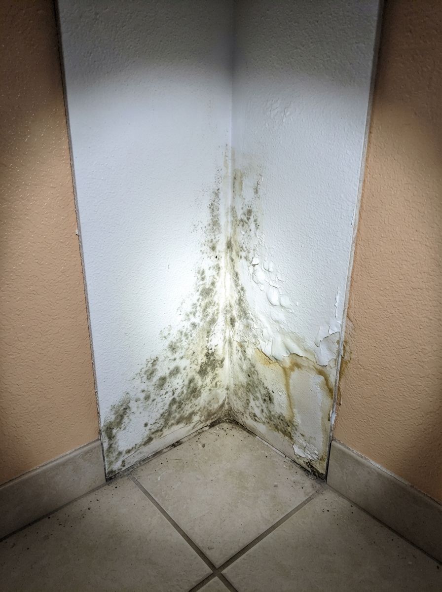 Mold spreading upward from the base of an interior wall corner